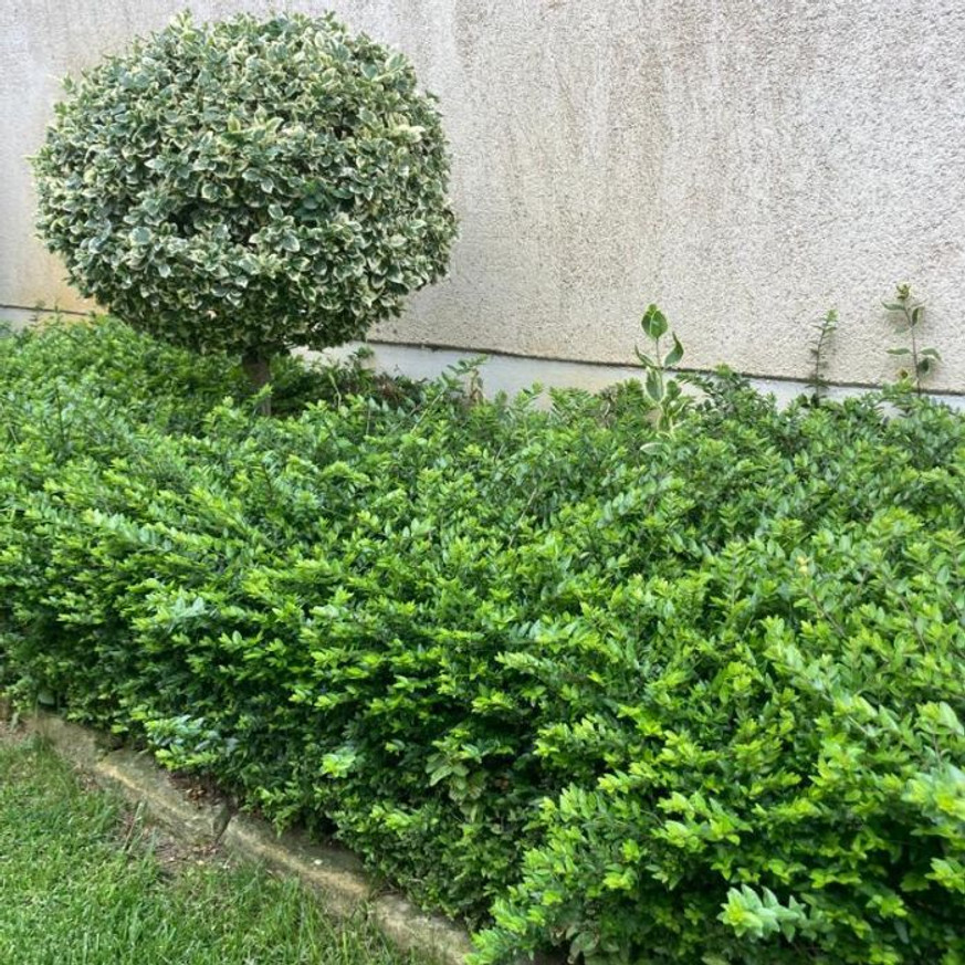 Lonicera nitida K2 - Örökzöld mirtuszlonc