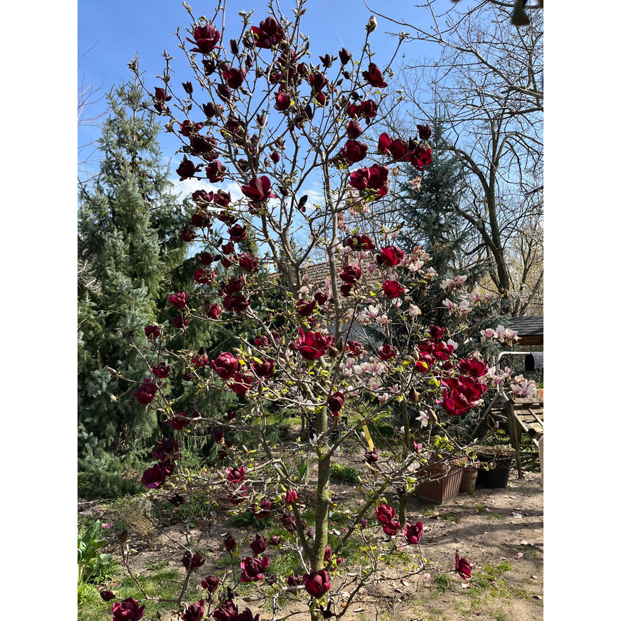 Magnolia soulangeana Genie K5 - Liliomfa