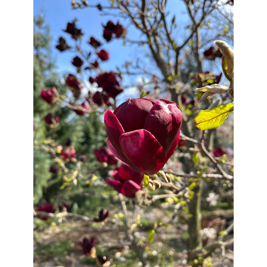 Magnolia soulangeana Genie K5 - Liliomfa