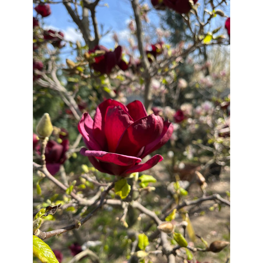 Magnolia soulangeana Genie K5 - Liliomfa