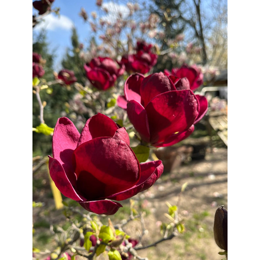 Magnolia soulangeana Genie K5 - Liliomfa