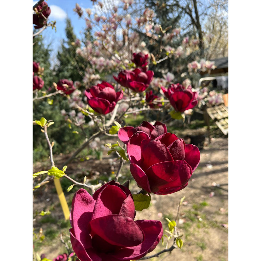 Magnolia soulangeana Genie K5 - Liliomfa