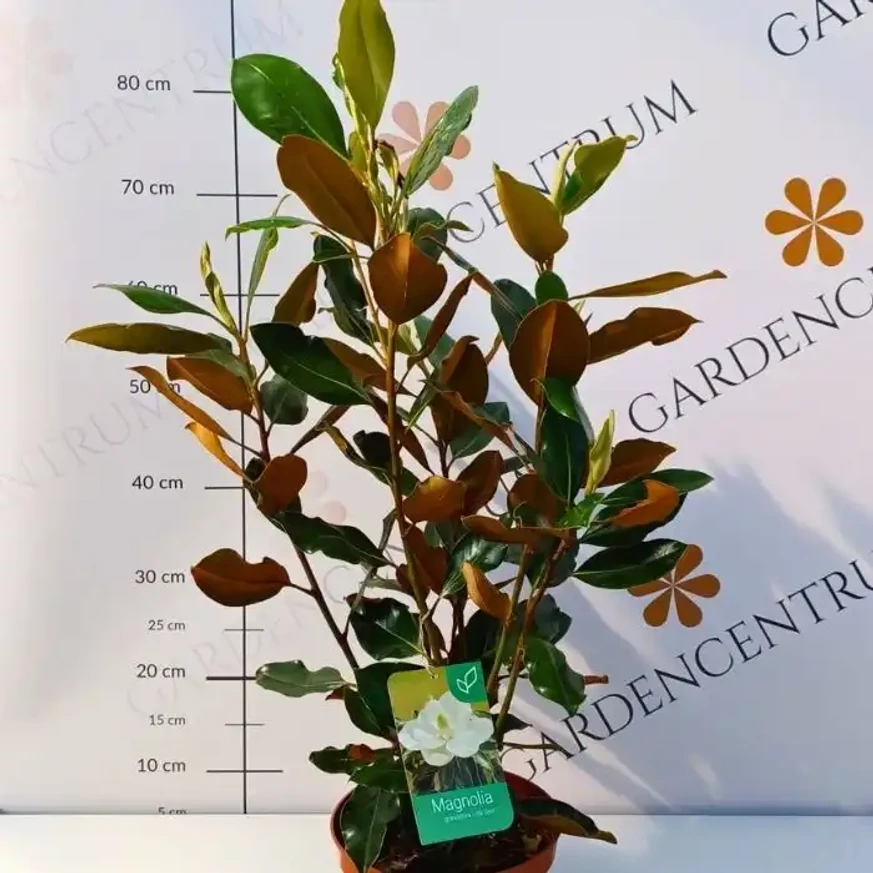 Magnolia grandiflora Little Gem K5 - Örökzöld magnólia
