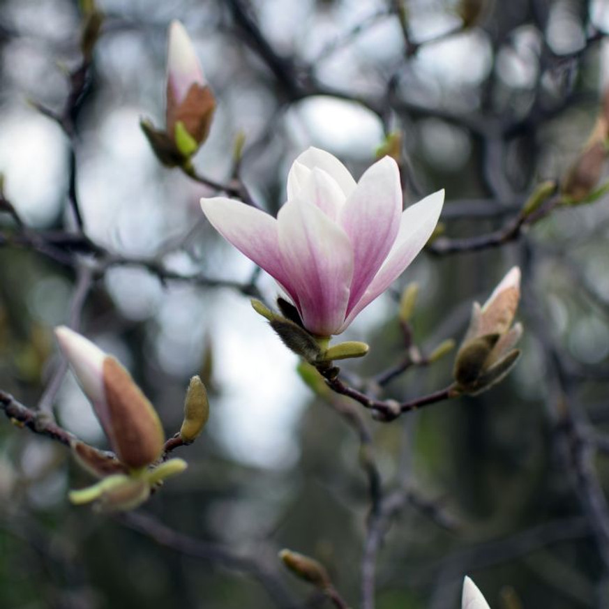 Magnolia x soulangeana K4 - Nagyvirágú liliomfa