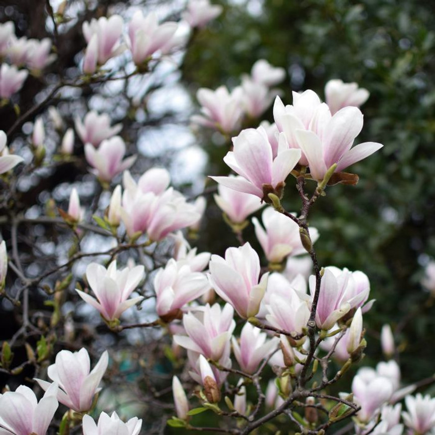 Magnolia x soulangeana K4 - Nagyvirágú liliomfa Magnolia x soulangeana K4 - Nagyvirágú liliomfa