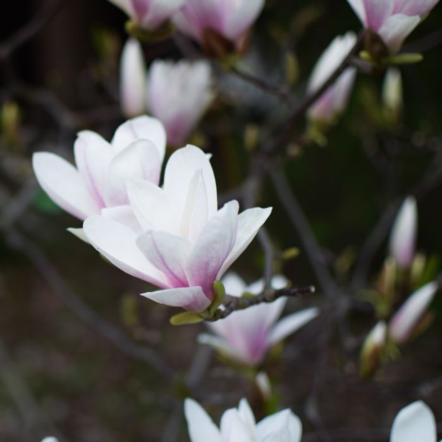 Magnolia x soulangeana K4 - Nagyvirágú liliomfa Magnolia x soulangeana K4 - Nagyvirágú liliomfa