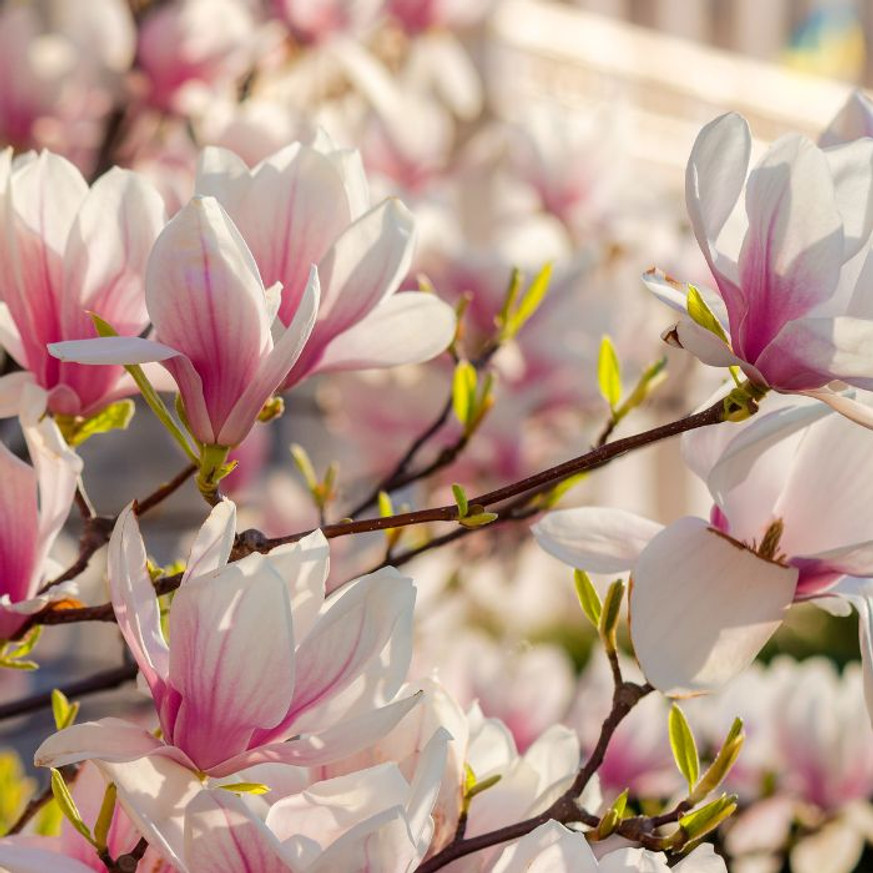 Magnolia x soulangeana K4 - Nagyvirágú liliomfa Magnolia x soulangeana K4 - Nagyvirágú liliomfa