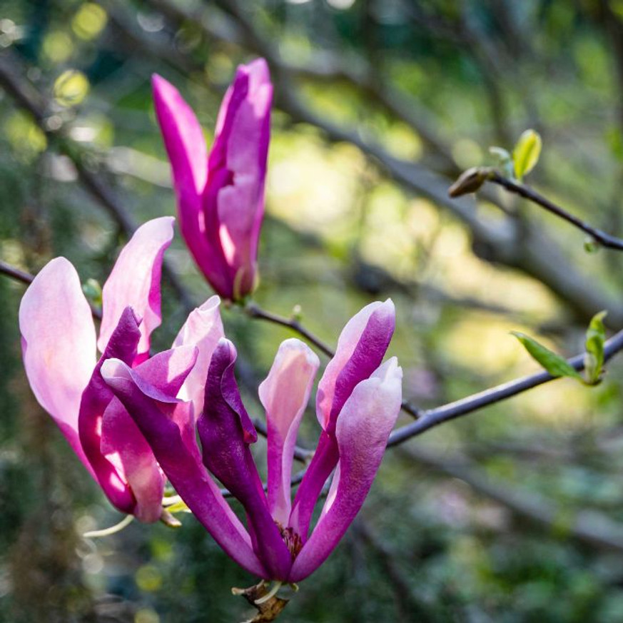 Magnolia Susan K4 - Nagyvirágú liliomfa