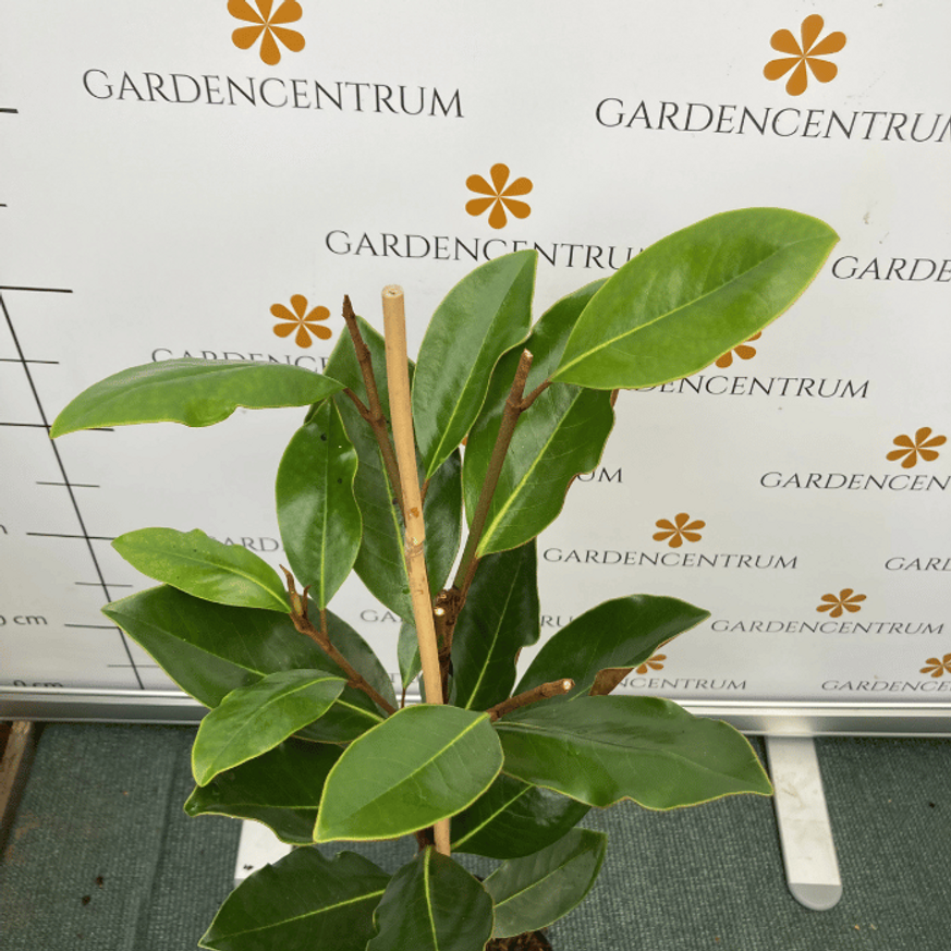 Magnolia grandiflora Little Gem K5 - Örökzöld magnólia