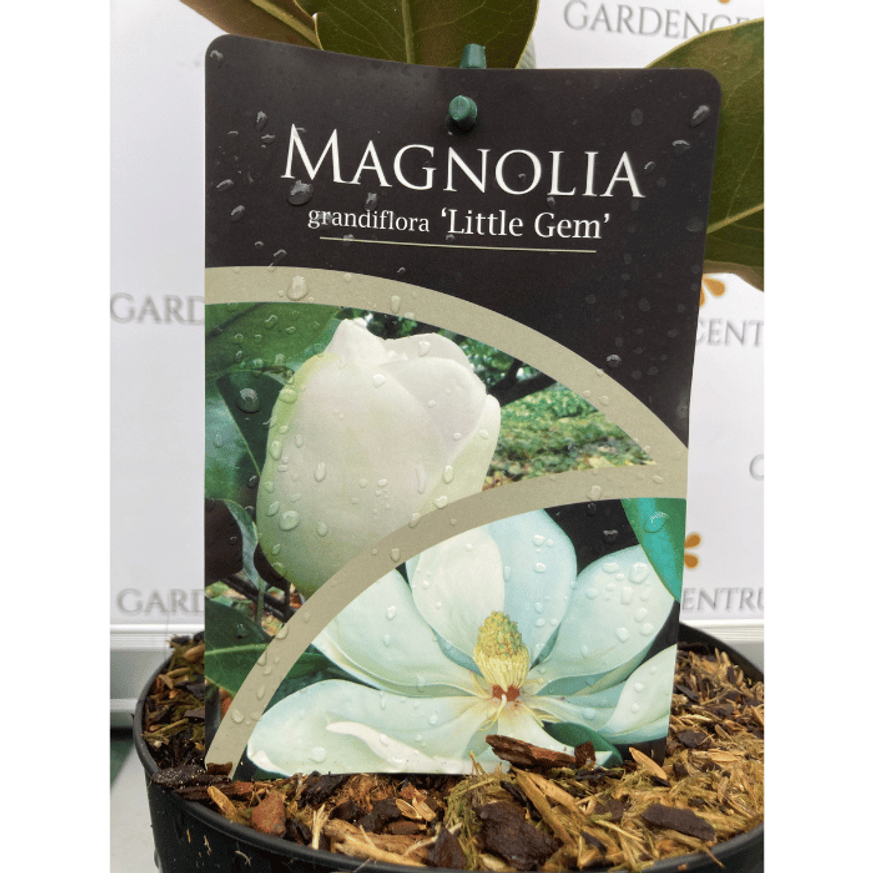 Magnolia grandiflora Little Gem K5 - Örökzöld magnólia