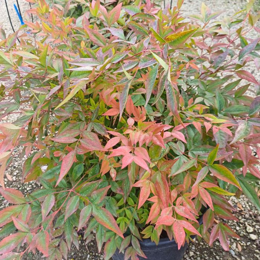 Nandina domestica Gulfstream - Japán szentfa