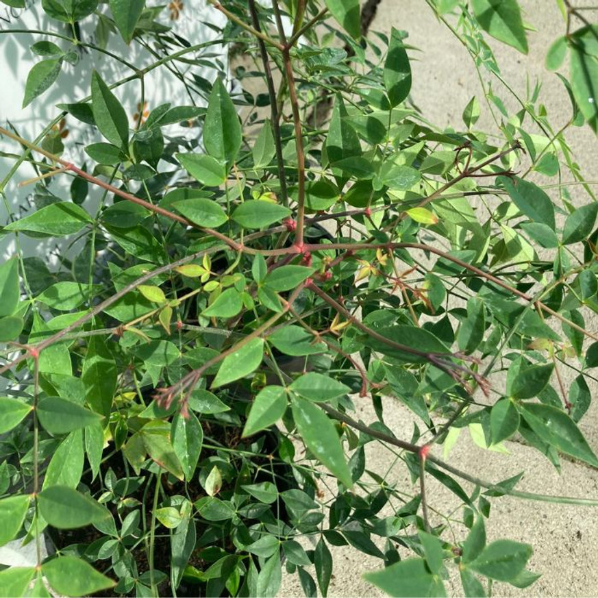 Nandina domestica Gulfstream - Japán szentfa