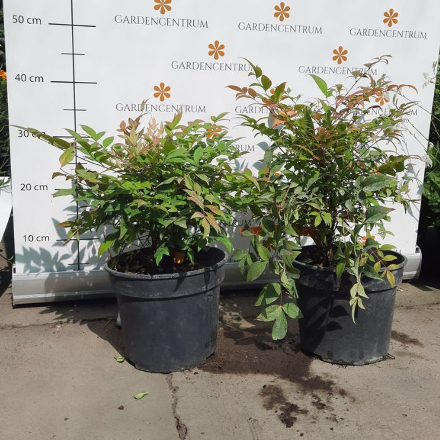 Nandina domestica Gulfstream - Japán szentfa
