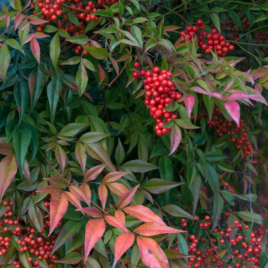 Nandina domestica Gulfstream - Japán szentfa