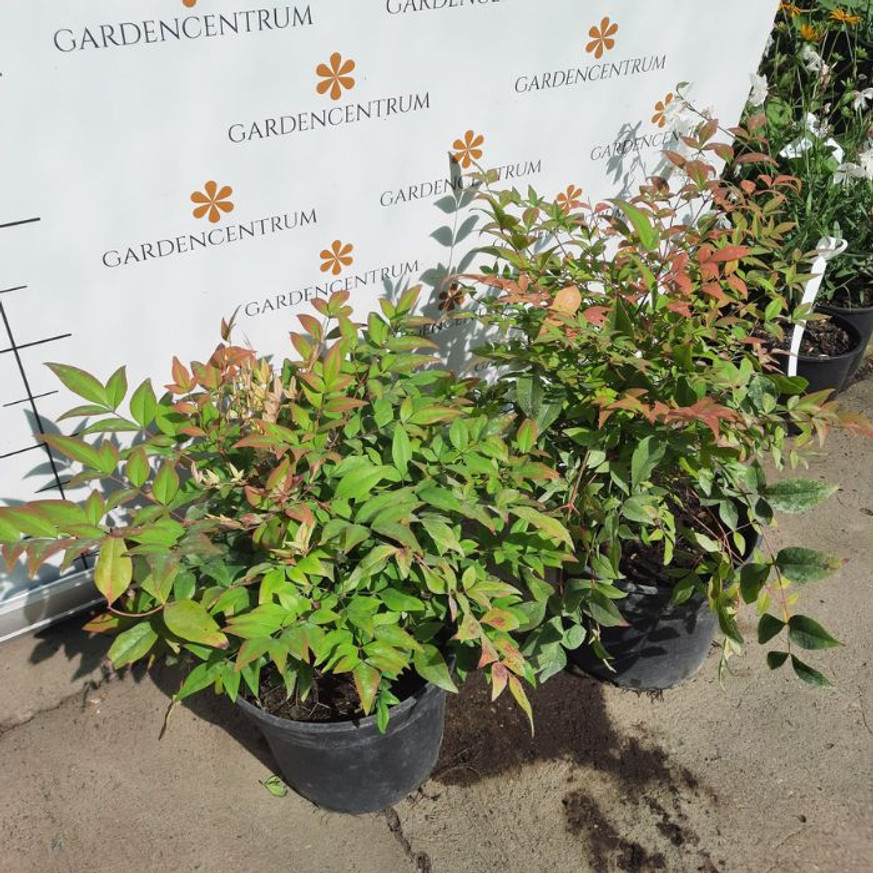 Nandina domestica Gulfstream - Japán szentfa