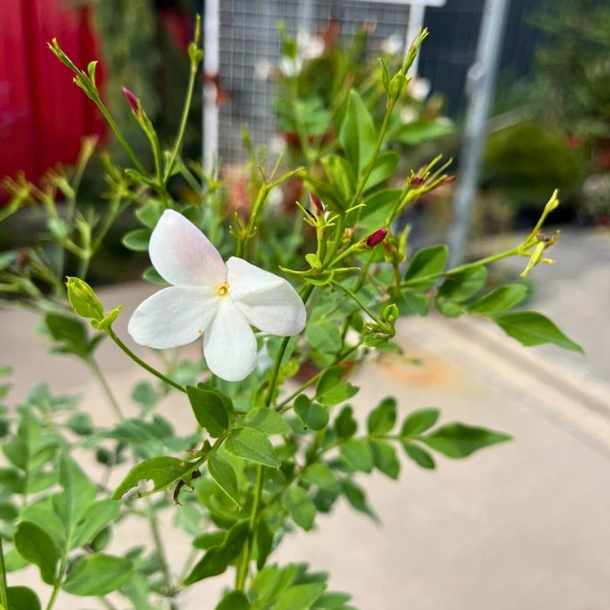 Jasminum stephanense - Illatos jázmin Jasminum stephanense - Illatos jázmin
