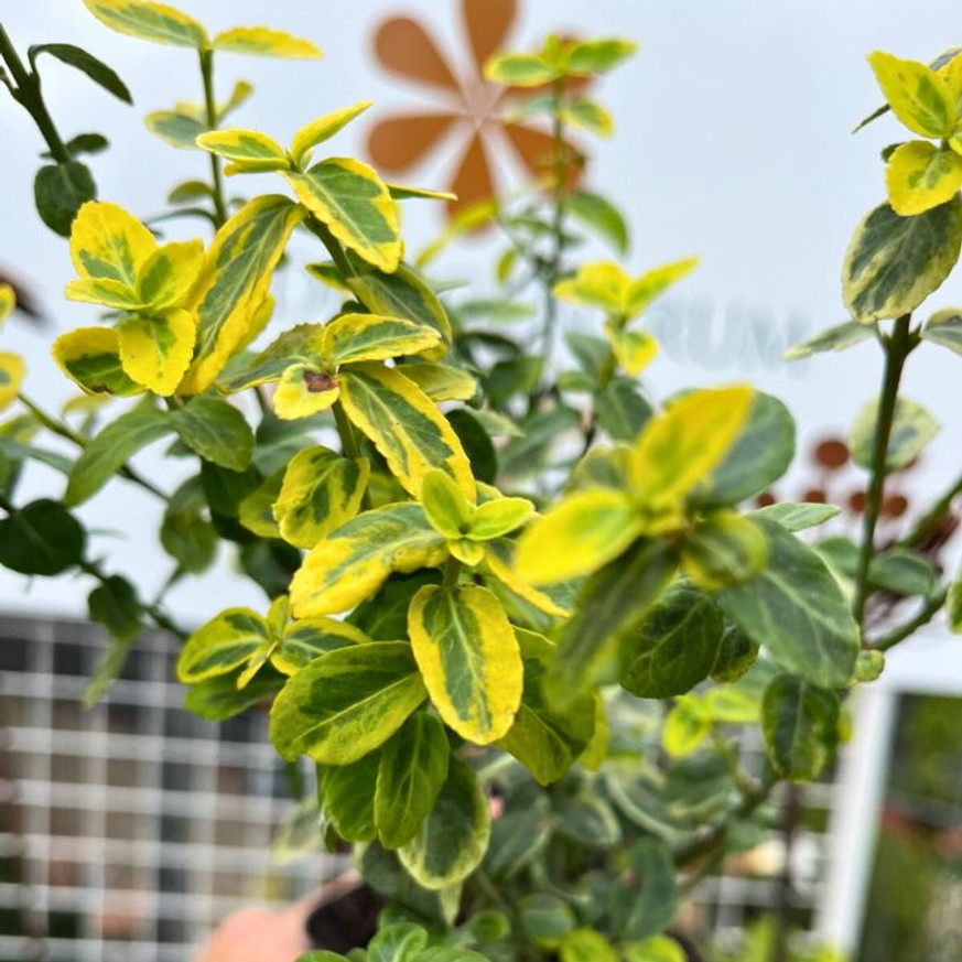 Euonymus fortunei Emerald'n Gold - Terülő kecskerágó Euonymus fortunei Emerald'n Gold - Terülő kecskerágó