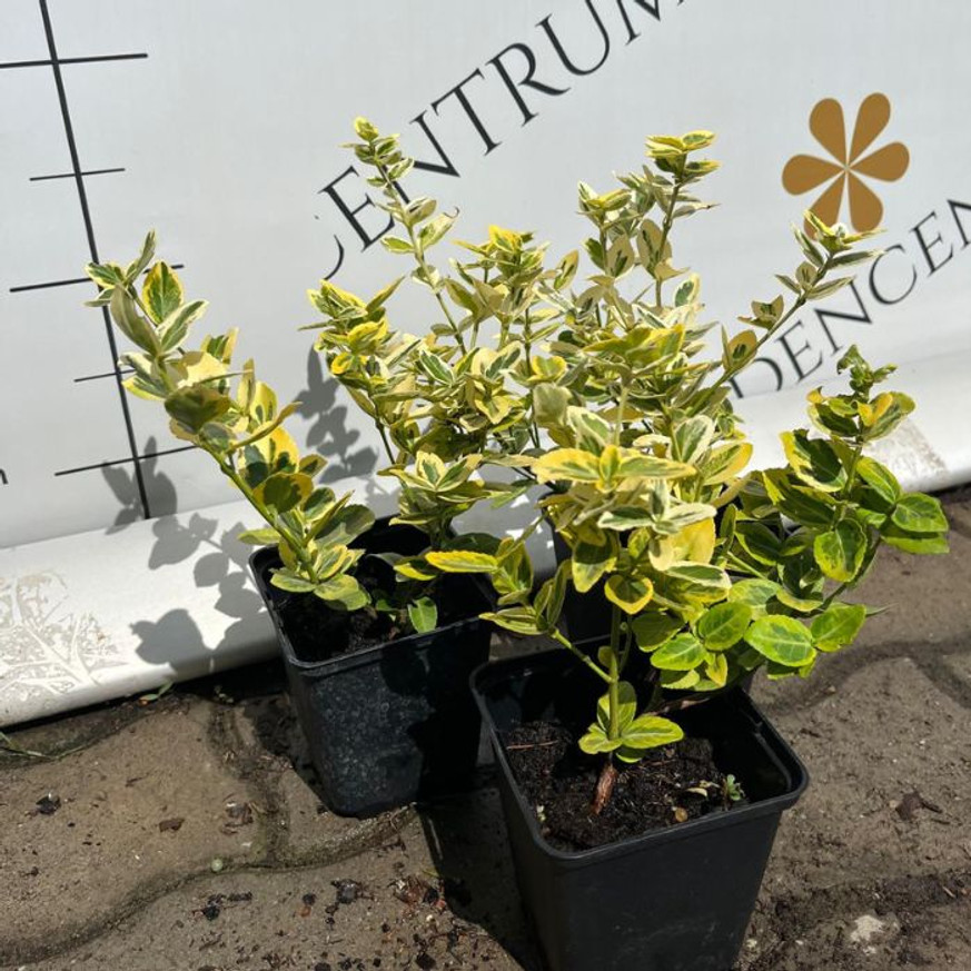 Euonymus fortunei Emerald'n Gold - Terülő kecskerágó Euonymus fortunei Emerald'n Gold - Terülő kecskerágó