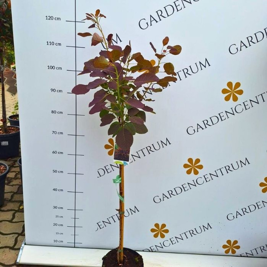 Cotinus coggygria Royal Purple MT70 - Magastörzsű bíbor cserszömörce Cotinus coggygria Royal Purple MT70 - Magastörzsű bíbor cserszömörce