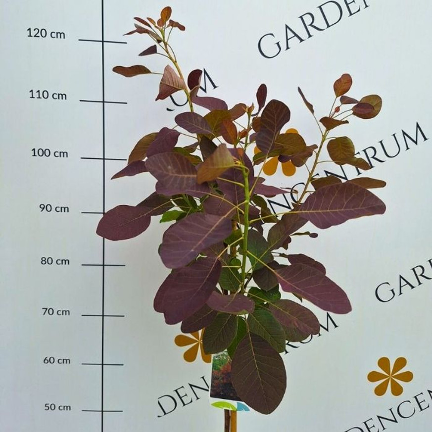 Cotinus coggygria Royal Purple MT70 - Magastörzsű bíbor cserszömörce Cotinus coggygria Royal Purple MT70 - Magastörzsű bíbor cserszömörce
