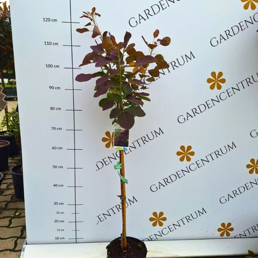 Cotinus coggygria Royal Purple MT70 - Magastörzsű bíbor cserszömörce Cotinus coggygria Royal Purple MT70 - Magastörzsű bíbor cserszömörce