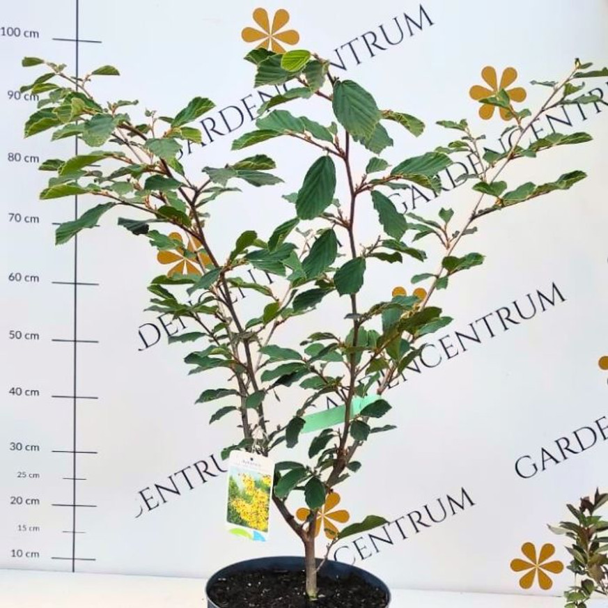Hamamelis intermedia - Varázsmogyoró