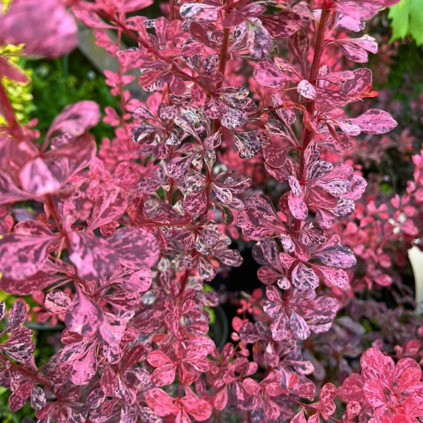 Berberis thunbergii Rose Glow K2 - Tarka japán vérborbolya Berberis thunbergii Rose Glow K2 - Tarka japán vérborbolya