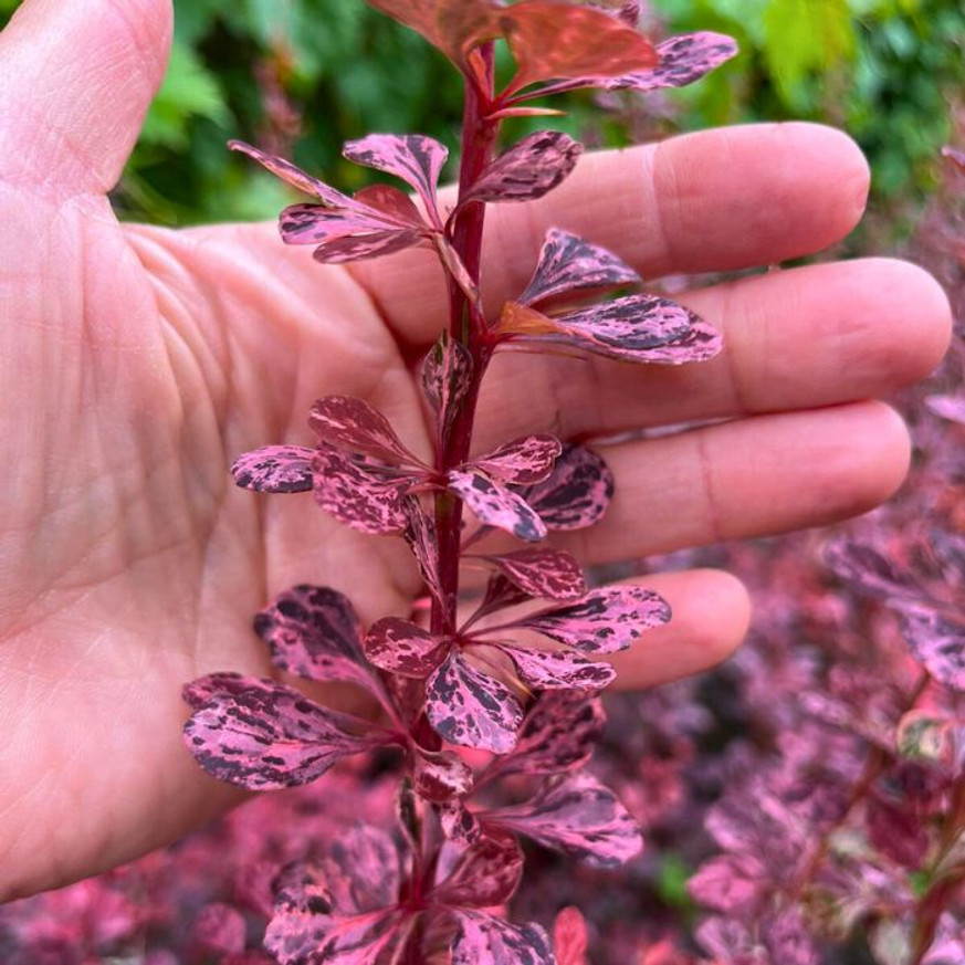 Berberis thunbergii Rose Glow K2 - Tarka japán vérborbolya Berberis thunbergii Rose Glow K2 - Tarka japán vérborbolya