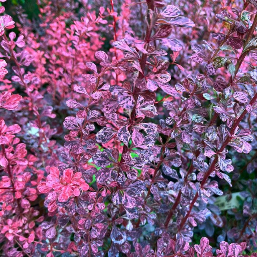 Berberis thunbergii Rose Glow K2 - Tarka japán vérborbolya Berberis thunbergii Rose Glow K2 - Tarka japán vérborbolya