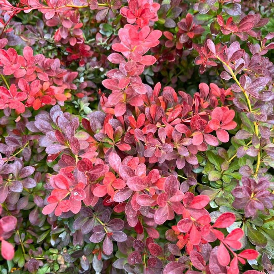 Berberis thunbergii K2 - Törpe japán vérborbolya