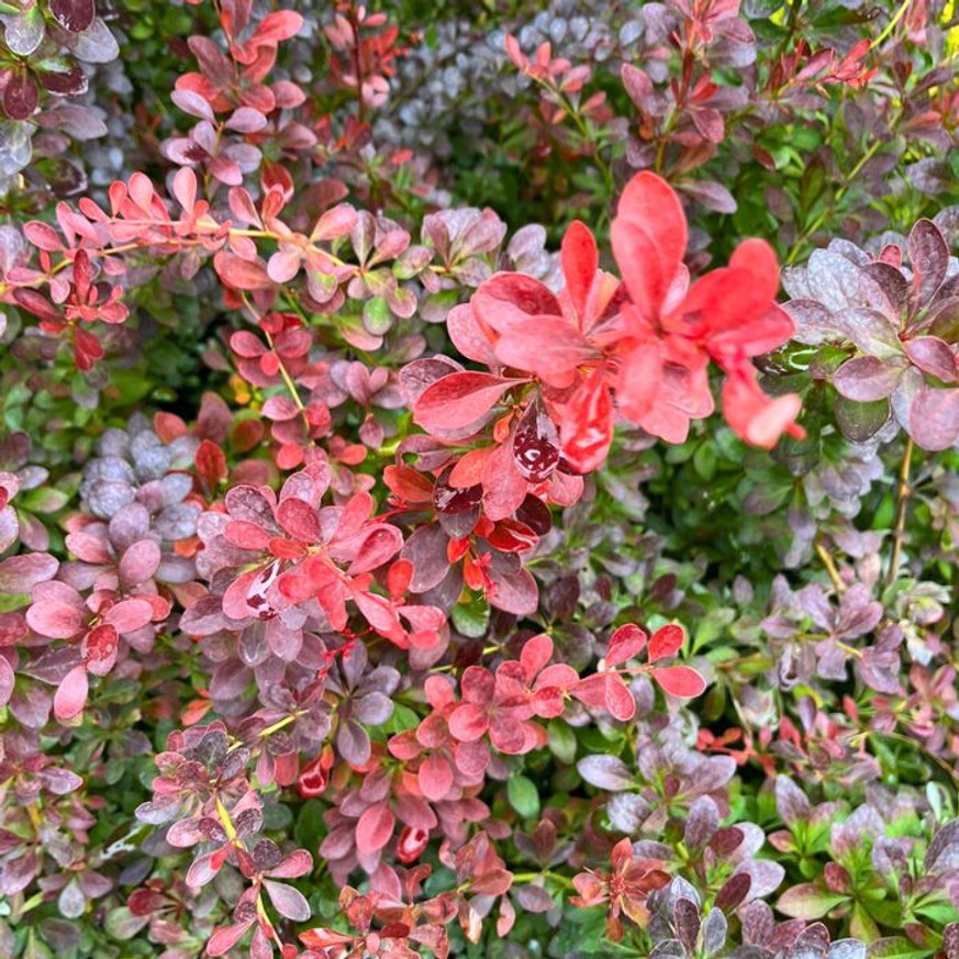 Berberis thunbergii K2 - Törpe japán vérborbolya