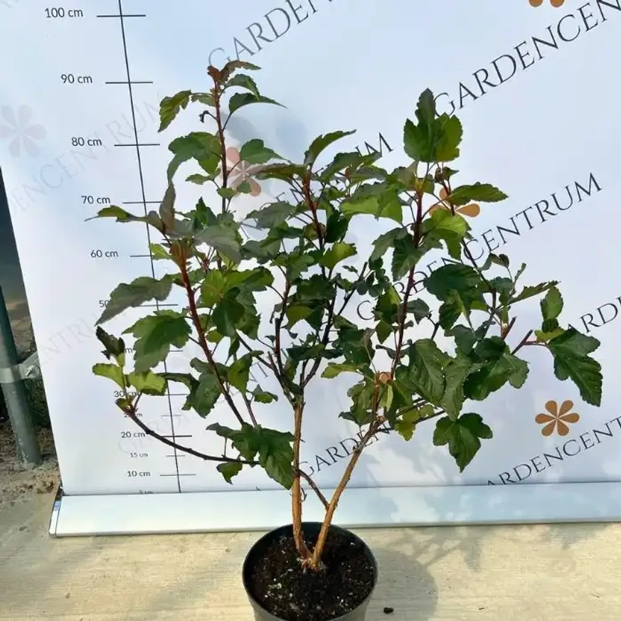 Physocarpus opulifolius Diabolo K5 - Bordó hólyagvessző Physocarpus opulifolius Diabolo K5 - Bordó hólyagvessző