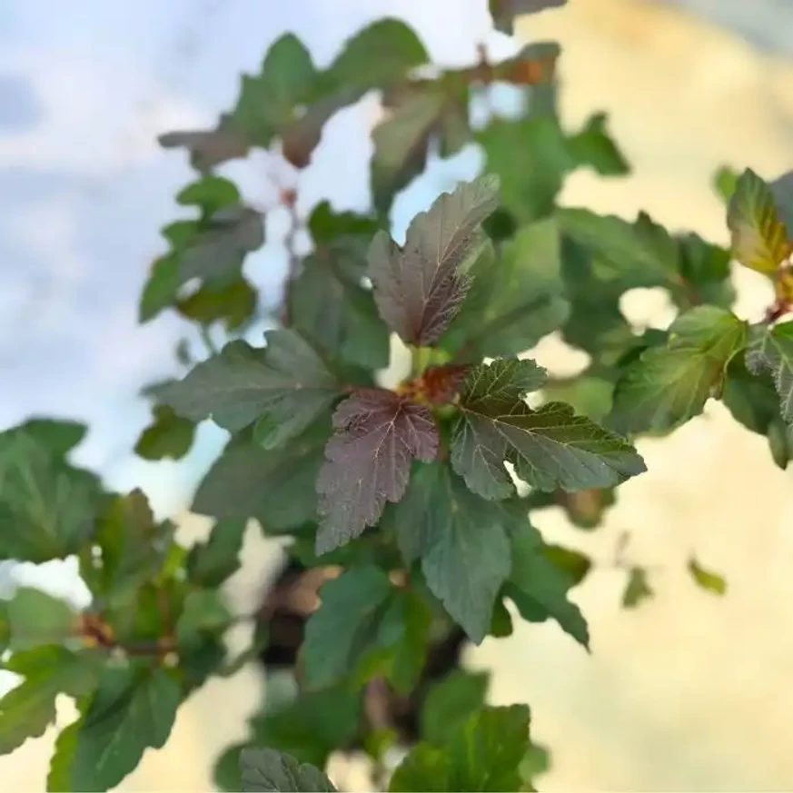 Physocarpus opulifolius Diabolo K5 - Bordó hólyagvessző Physocarpus opulifolius Diabolo K5 - Bordó hólyagvessző