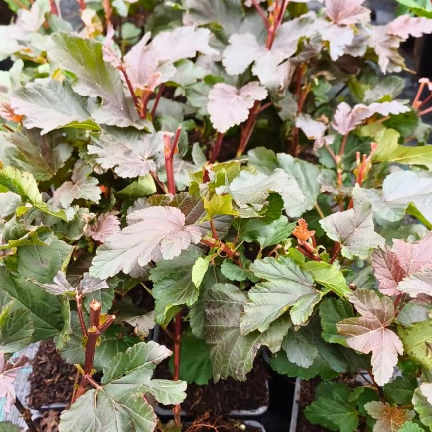 Physocarpus opulifolius Diabolo CS9 - Bordó hólyagvessző