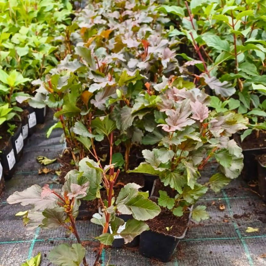 Physocarpus opulifolius Diabolo CS9 - Bordó hólyagvessző