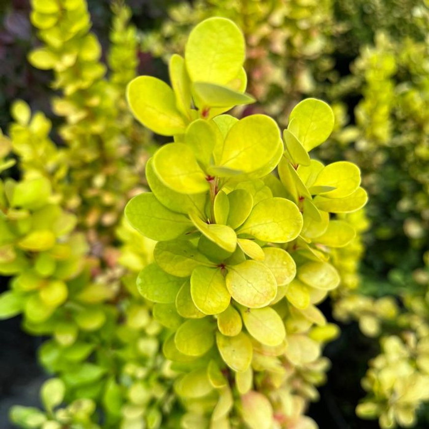 Berberis thunbergii K2 - Oszlopos sárga borbolya