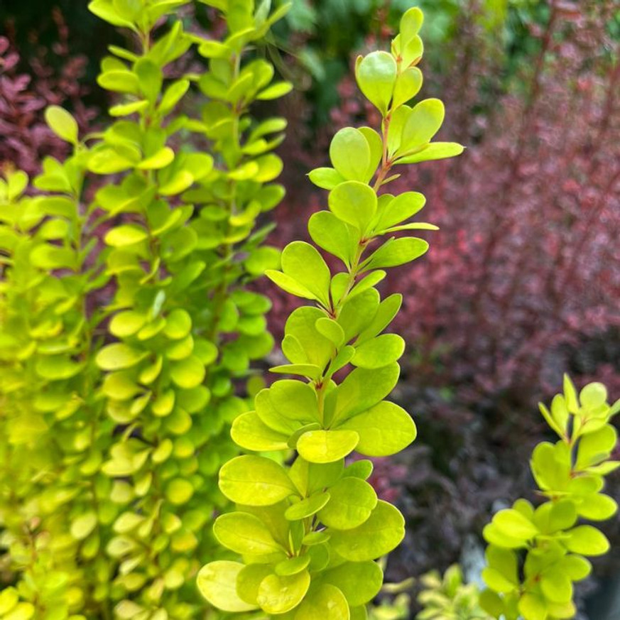 Berberis thunbergii K2 - Oszlopos sárga borbolya