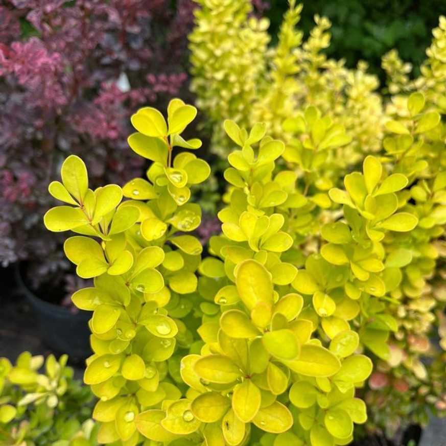 Berberis thunbergii K2 - Oszlopos sárga borbolya