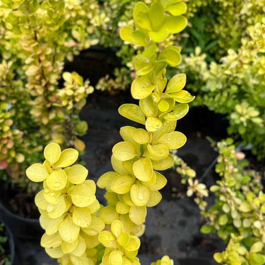 Berberis thunbergii K2 - Oszlopos sárga borbolya