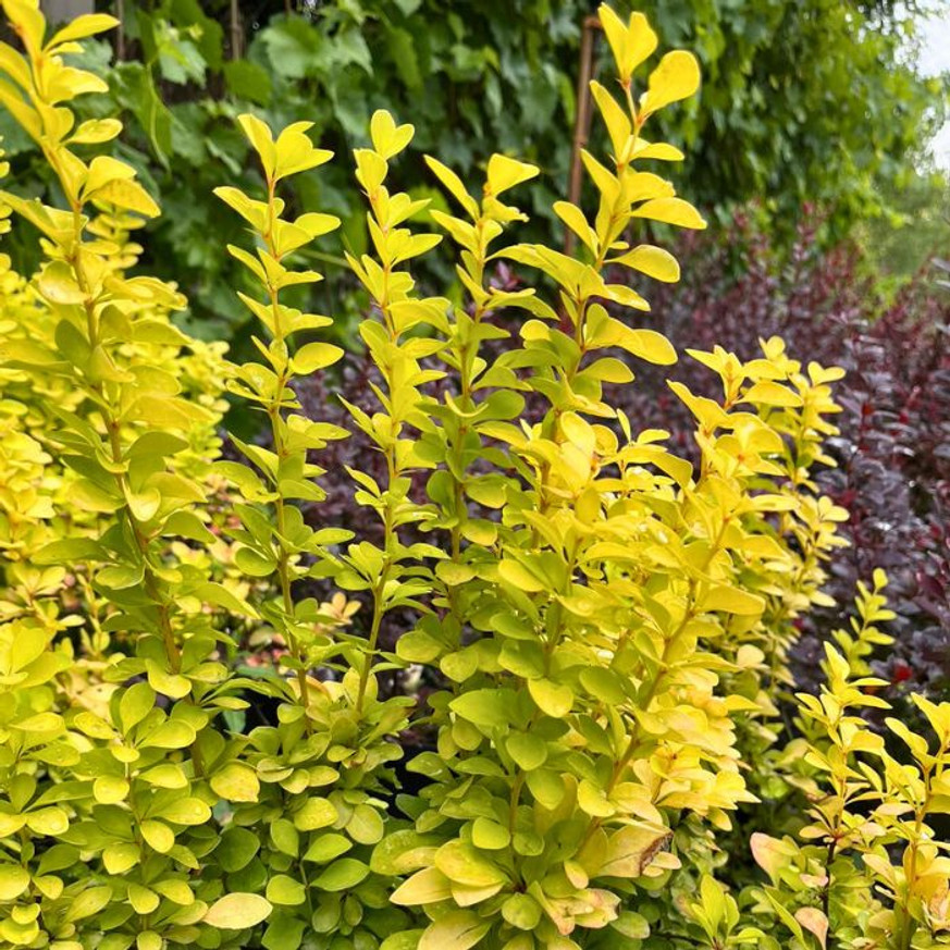 Berberis thunbergii K2 - Oszlopos sárga borbolya