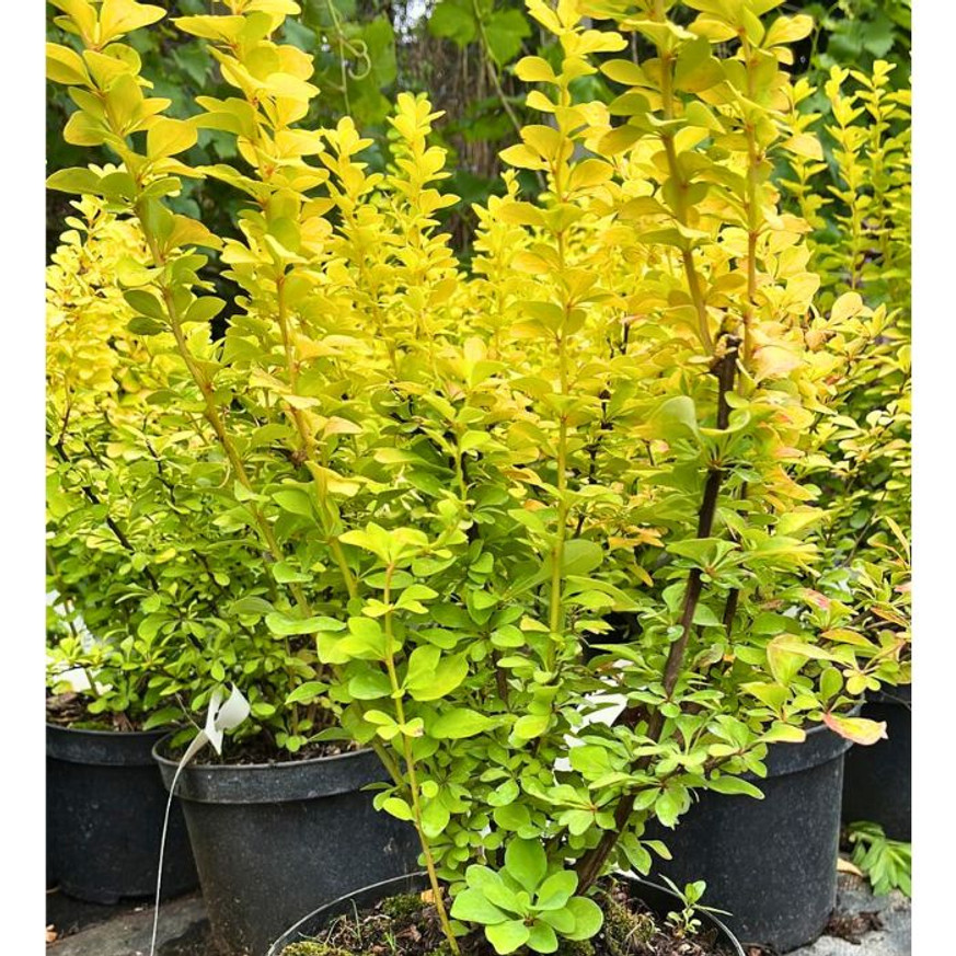 Berberis thunbergii K2 - Oszlopos sárga borbolya