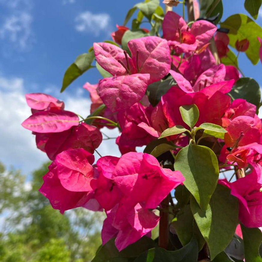 Bougainvillea XL - Murvafürt Bougainvillea XL - Murvafürt