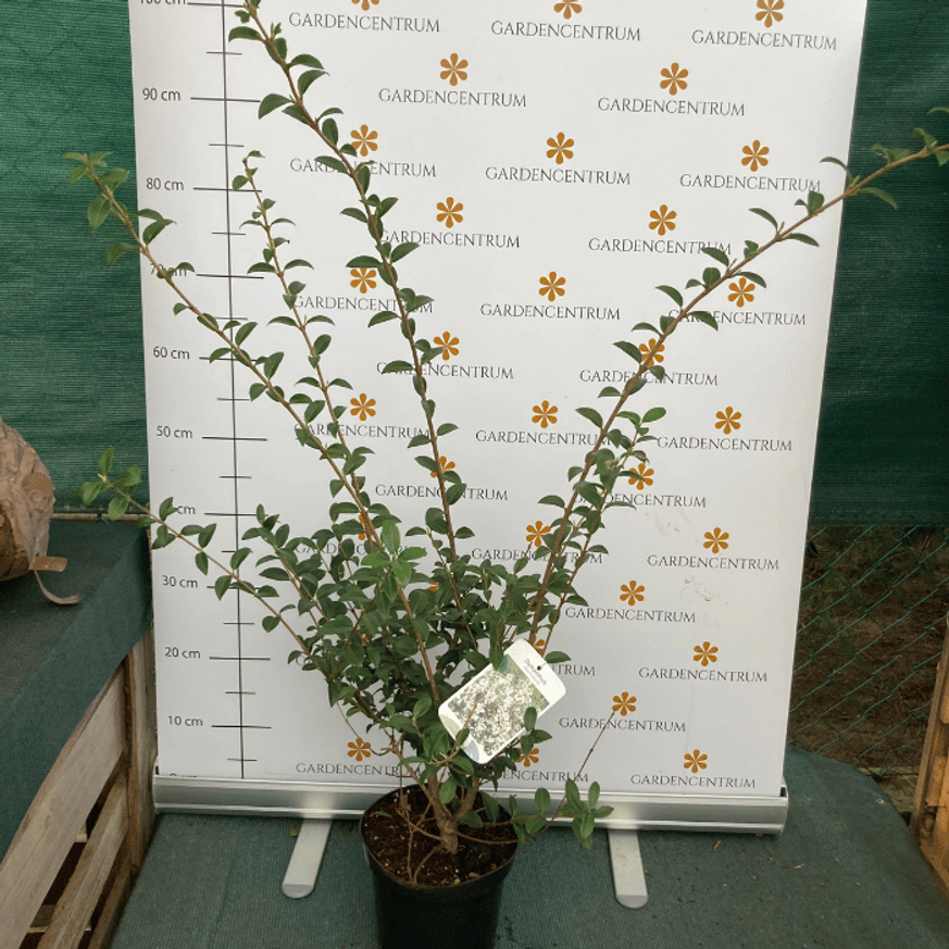 Osmanthus x burkwoodii K5 - Burkwood illatcserje Osmanthus x burkwoodii K5 - Burkwood illatcserje