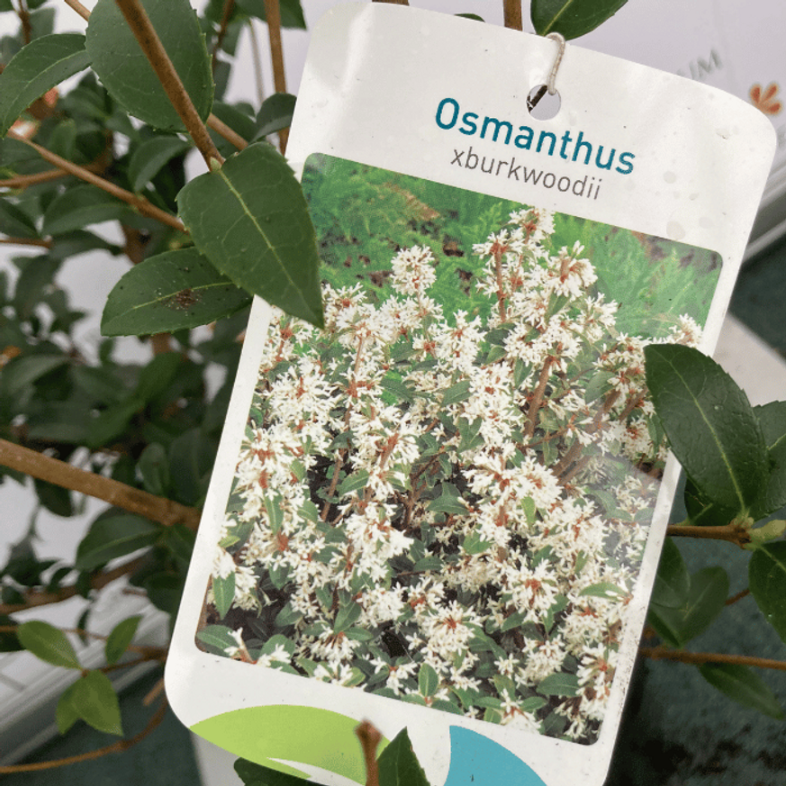 Osmanthus x burkwoodii K5 - Burkwood illatcserje Osmanthus x burkwoodii K5 - Burkwood illatcserje
