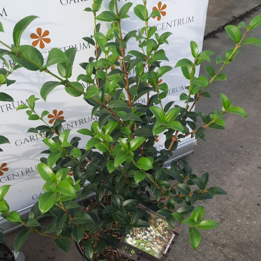 Osmanthus x burkwoodii K5 - Burkwood illatcserje Osmanthus x burkwoodii K5 - Burkwood illatcserje