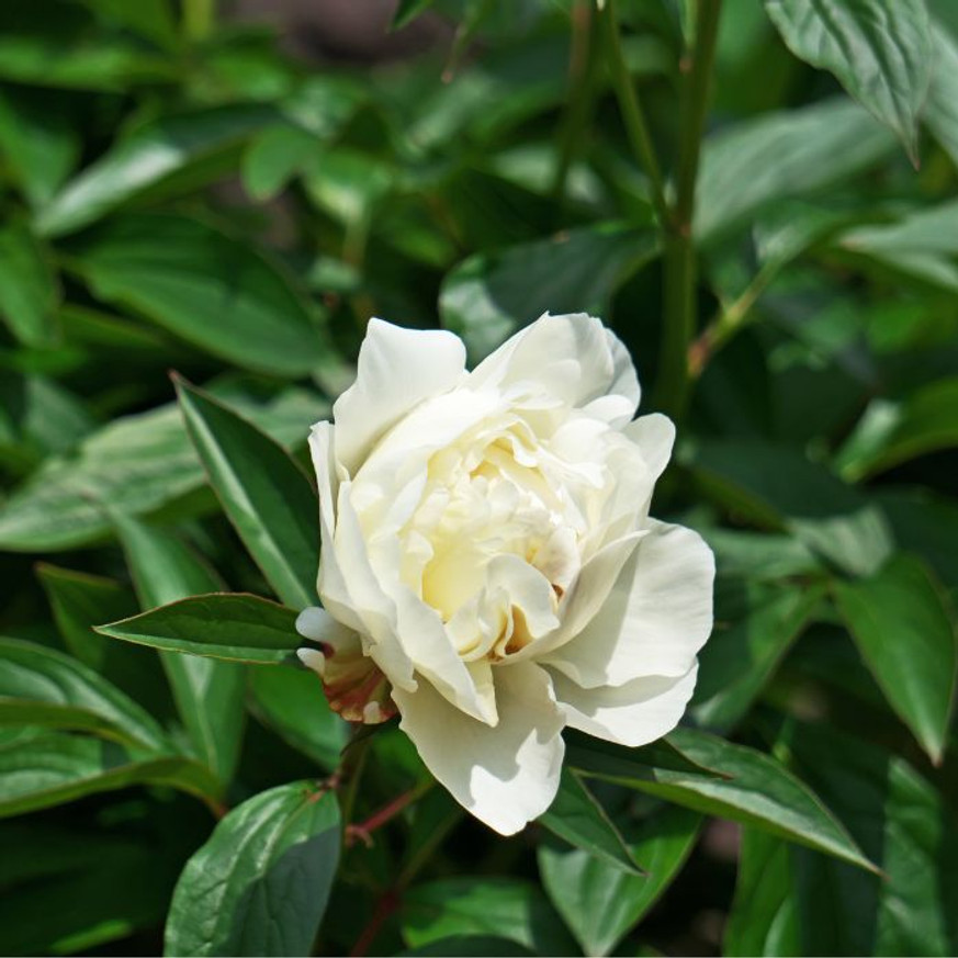 Paeonia lactiflora Lancaster Imperial - Fehér illatos bazsarózsa Paeonia lactiflora Lancaster Imperial - Fehér illatos bazsarózsa