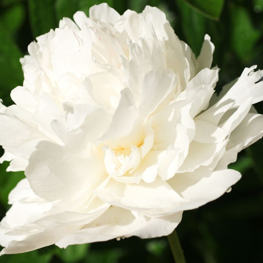 Paeonia lactiflora Lancaster Imperial - Fehér illatos bazsarózsa Paeonia lactiflora Lancaster Imperial - Fehér illatos bazsarózsa
