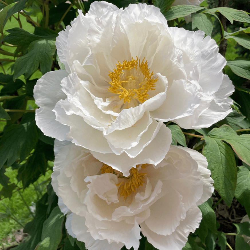 Paeonia suffruticosa MIX - Fás bazsarózsa