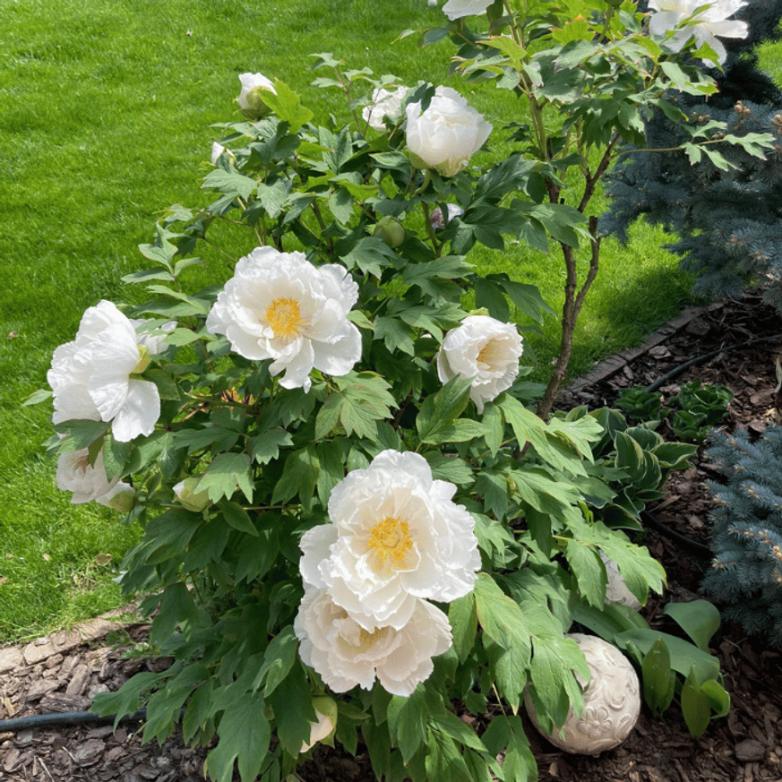 Paeonia suffruticosa MIX - Fás bazsarózsa