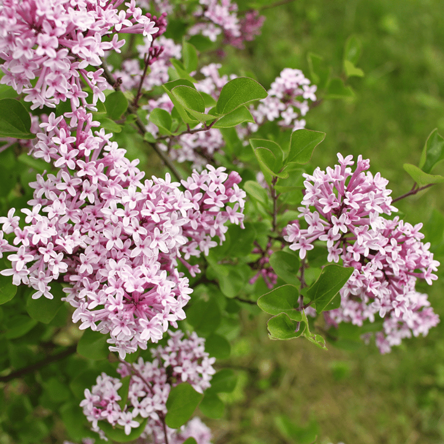 Syringa meyeri Palibin MT60 - Törpe orgona fa